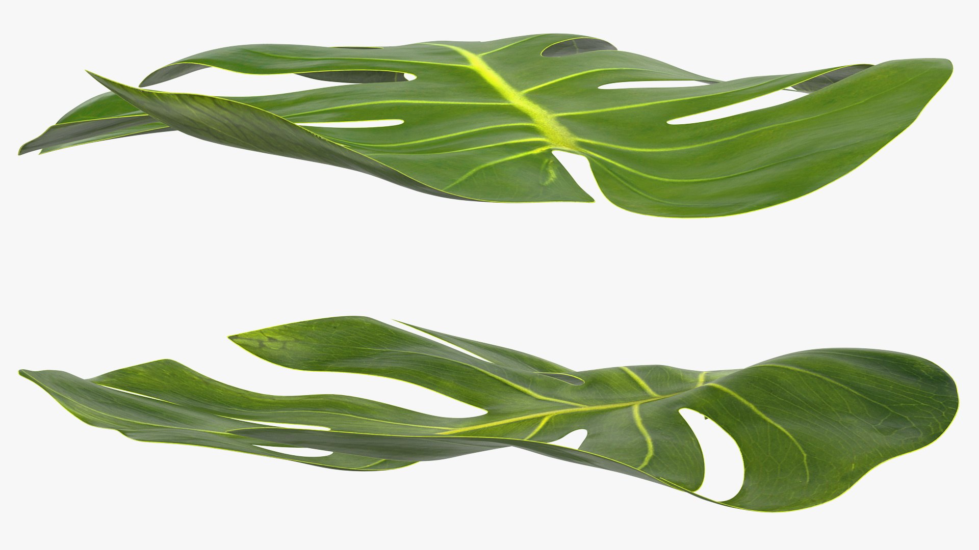 monstera deliciosa leaf 3D model https://p.turbosquid.com/ts-thumb/9T/QnHDmK/71plZ4c5/monsteradeliciosaleafc4dmodel007/jpg/1588222143/1920x1080/fit_q87/980ab5bab04698cdf5d865486e590bef63dce0f6/monsteradeliciosaleafc4dmodel007.jpg