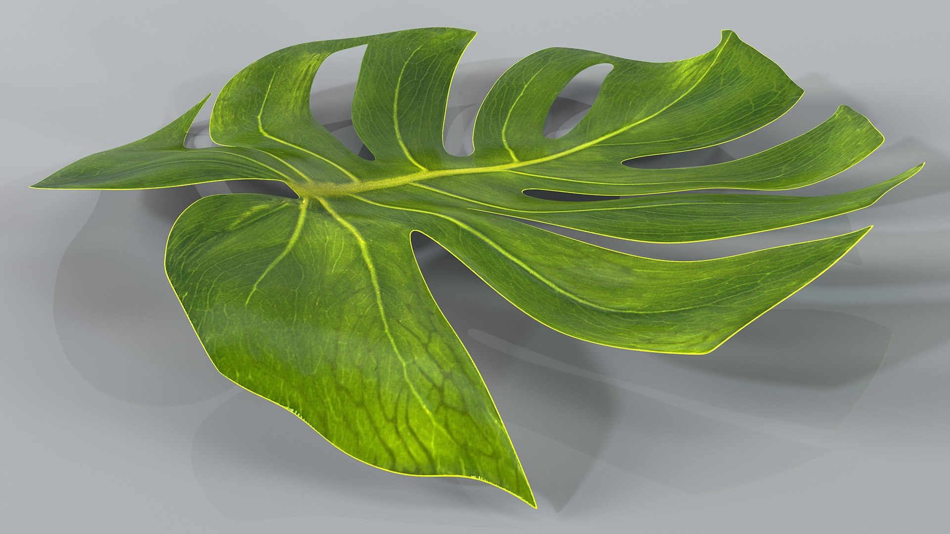 monstera deliciosa leaf 3D model https://p.turbosquid.com/ts-thumb/9T/QnHDmK/CdRjsEPP/monsteradeliciosaleafc4dmodel003/jpg/1588222107/1920x1080/fit_q87/25a8bbea95e66c086fb5dabacc4f76da307dcc55/monsteradeliciosaleafc4dmodel003.jpg