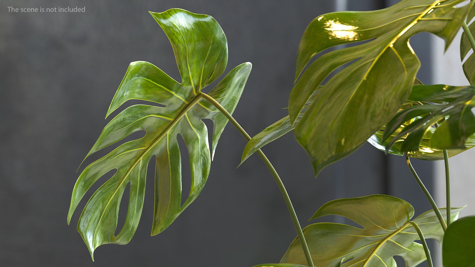 monstera deliciosa leaf 3D model https://p.turbosquid.com/ts-thumb/9T/QnHDmK/CocqEkRx/monsteradeliciosaleafc4dmodel005/jpg/1588222128/1920x1080/fit_q87/b7c21105086427ad7742f4f95839331916ae8988/monsteradeliciosaleafc4dmodel005.jpg
