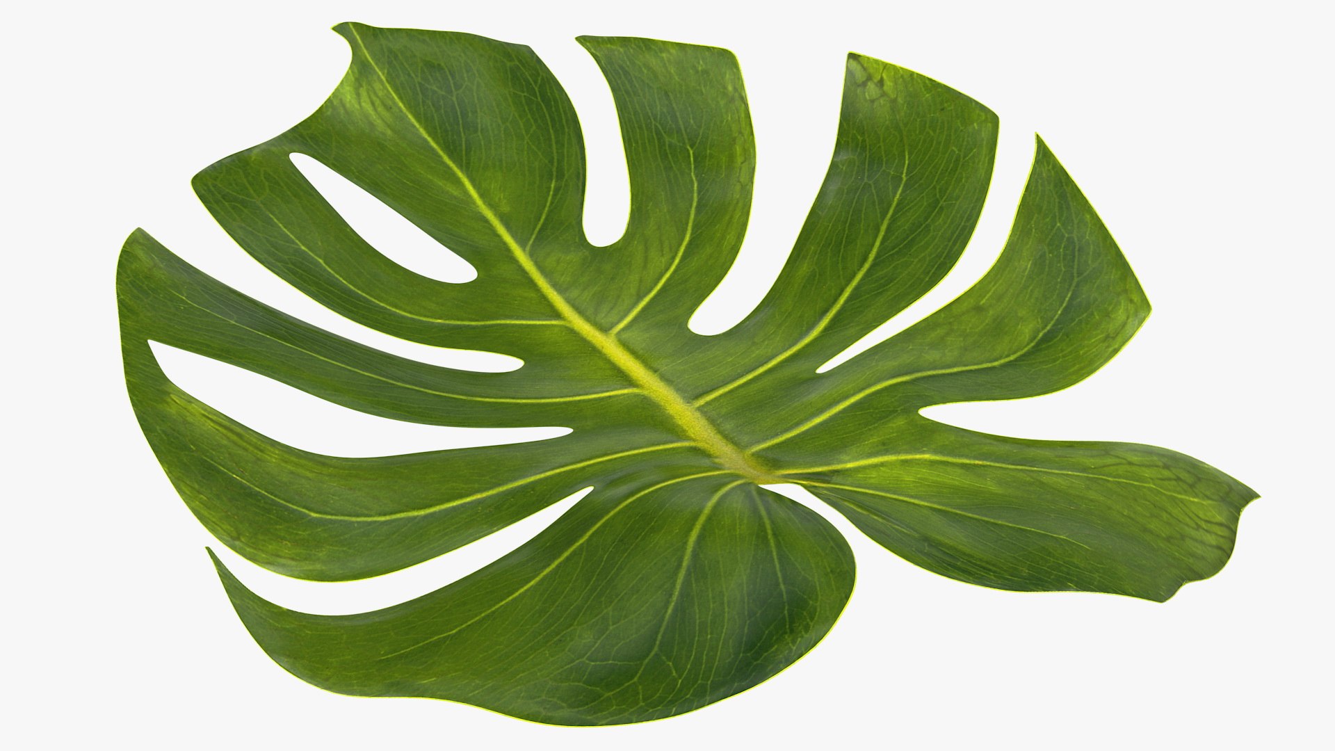 monstera deliciosa leaf 3D model https://p.turbosquid.com/ts-thumb/9T/QnHDmK/Kwf1b1H5/monsteradeliciosaleafc4dmodel008/jpg/1588222150/1920x1080/fit_q87/c54512061d3cf8b5df447ba3d580ab201457fb5d/monsteradeliciosaleafc4dmodel008.jpg