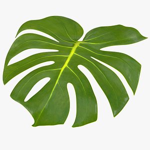 Monstera Deliciosa Leaf