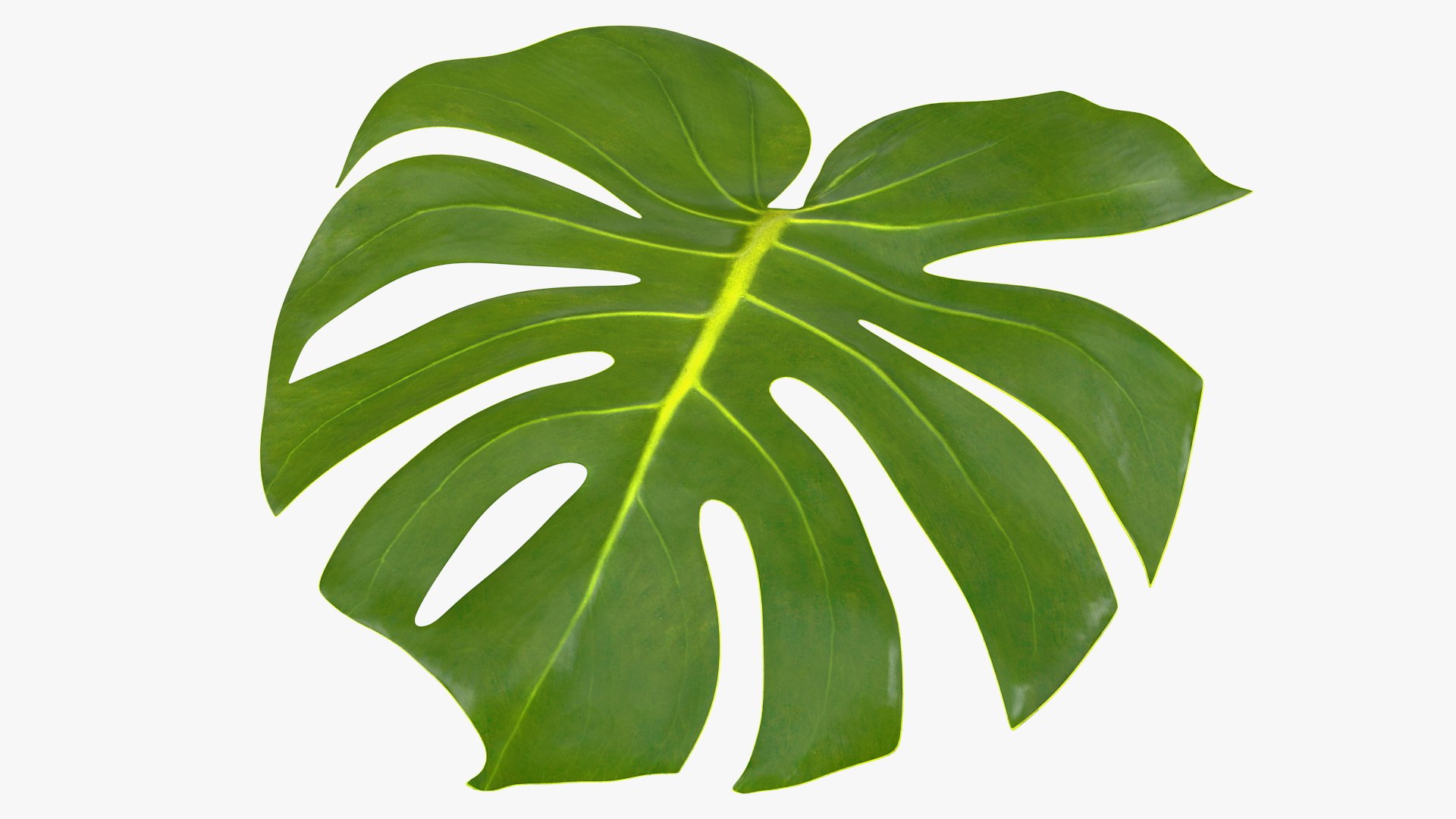 Monstera Deliciosa Leaf 3D model preview