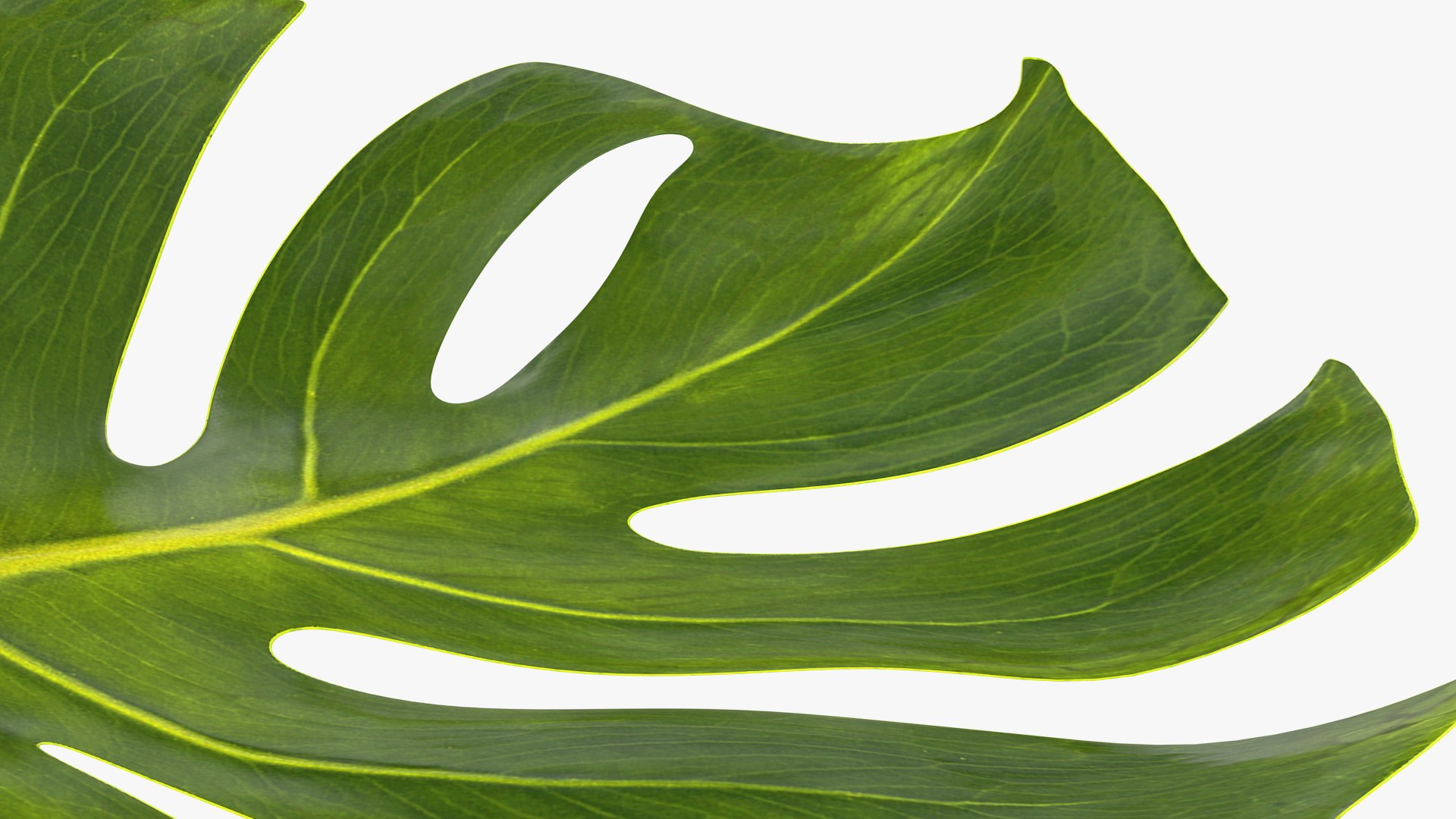 monstera deliciosa leaf 3D model https://p.turbosquid.com/ts-thumb/9T/QnHDmK/mC4XZlC6/monsteradeliciosaleafc4dmodel009/jpg/1588222156/1920x1080/fit_q87/9e46e11027a03d26ad1831746a58c7073637c3f1/monsteradeliciosaleafc4dmodel009.jpg