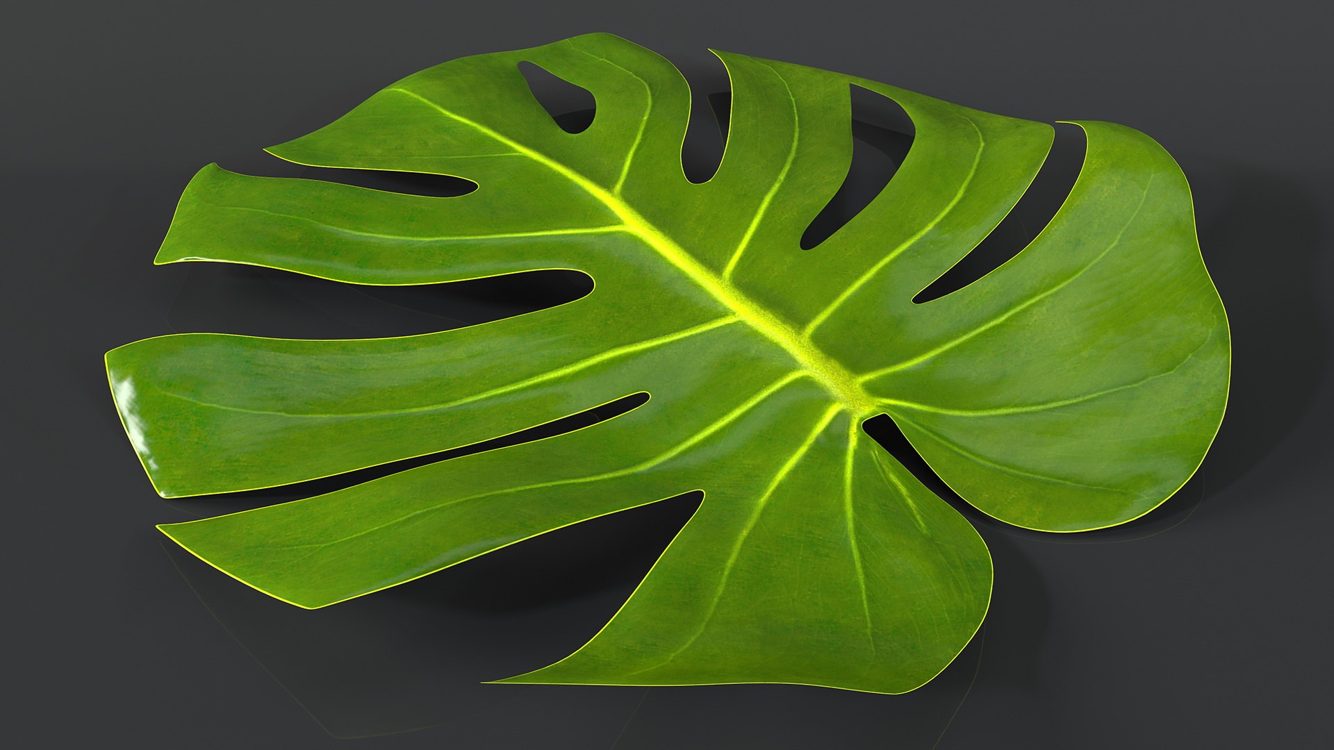 monstera deliciosa leaf 3D model https://p.turbosquid.com/ts-thumb/9T/QnHDmK/qYvVlVJ4/monsteradeliciosaleafc4dmodel002/jpg/1588222100/1920x1080/fit_q87/897e62b586716162b9de301f5d9cd5efdeacc73d/monsteradeliciosaleafc4dmodel002.jpg