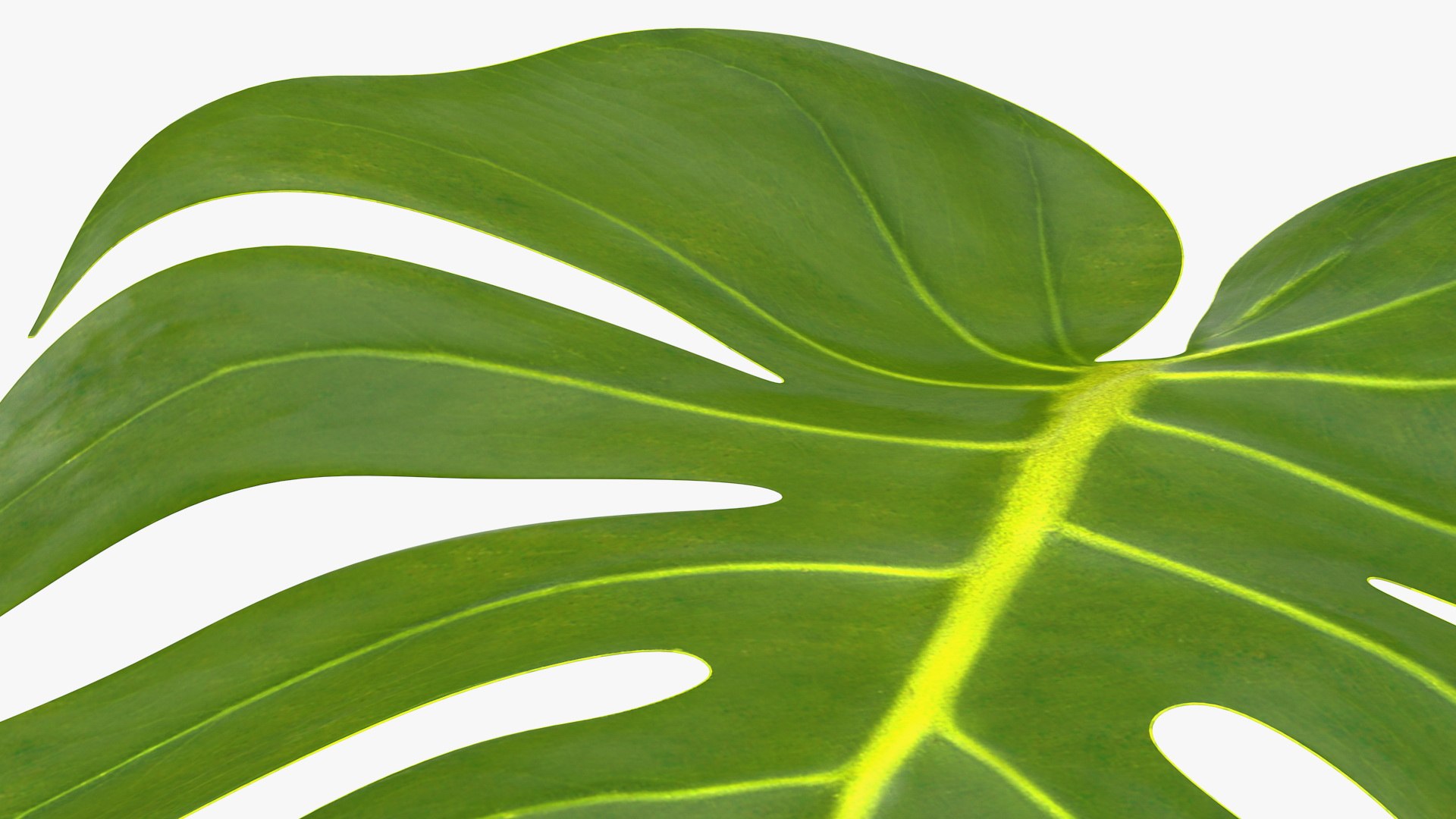 monstera deliciosa leaf 3D model https://p.turbosquid.com/ts-thumb/9T/QnHDmK/rkZOlTyj/monsteradeliciosaleafc4dmodel010/jpg/1588222163/1920x1080/fit_q87/8baebefd85f6537ef6edb96e6f678ba10da55e1e/monsteradeliciosaleafc4dmodel010.jpg