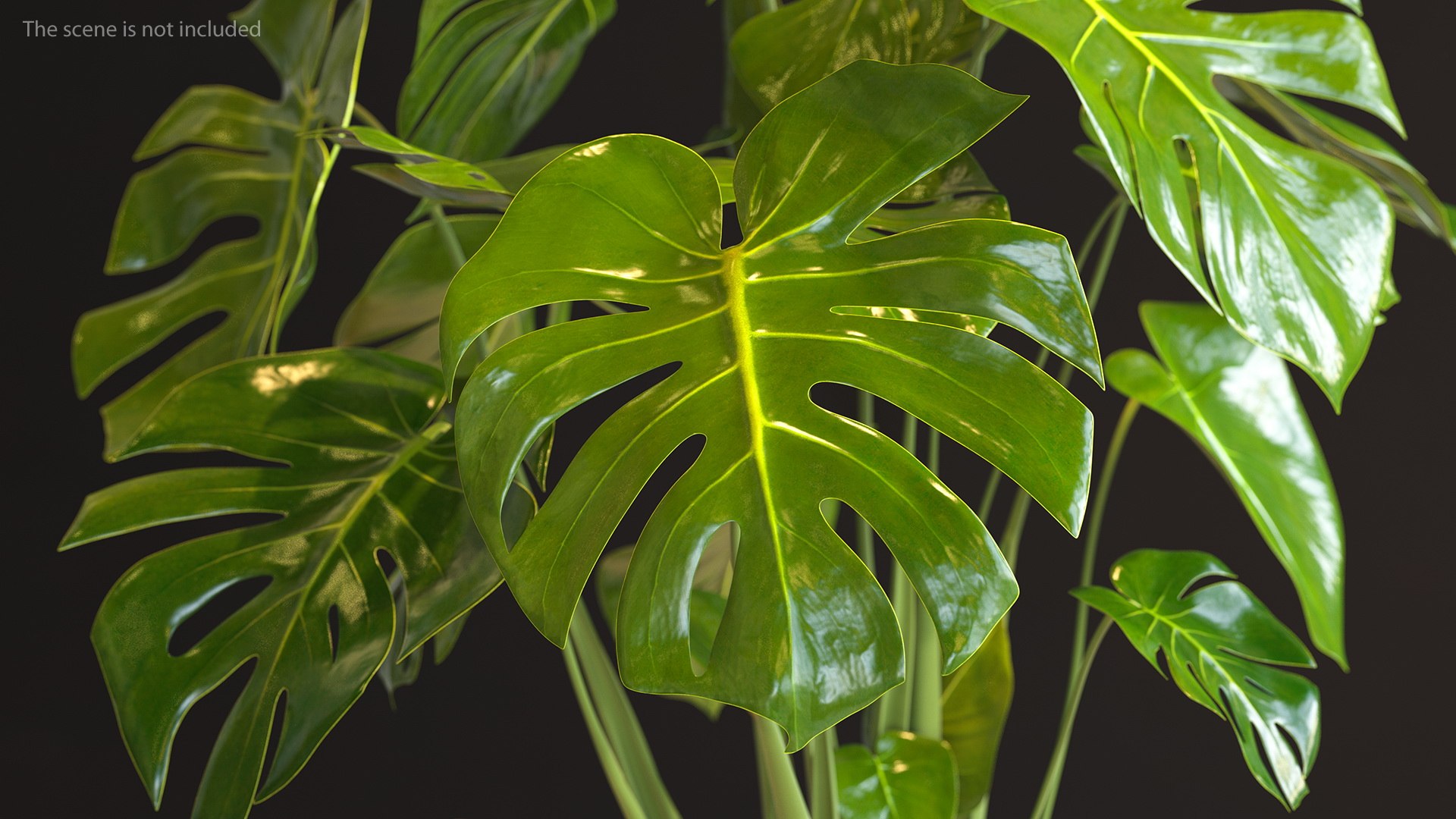monstera deliciosa leaf 3D model https://p.turbosquid.com/ts-thumb/9T/QnHDmK/uowtZWSS/monsteradeliciosaleafc4dmodel004/jpg/1588222113/1920x1080/fit_q87/d60a7dcc7238fc082001eaed3f9238d265a9fb4a/monsteradeliciosaleafc4dmodel004.jpg