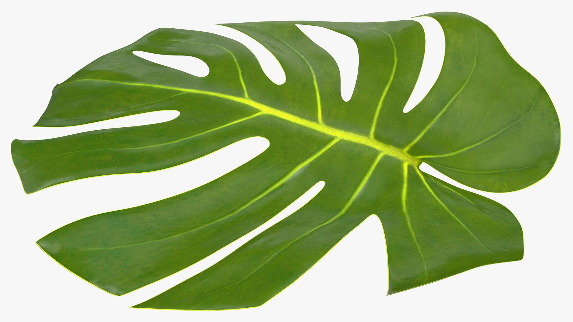 monstera deliciosa leaf 3D model https://p.turbosquid.com/ts-thumb/9T/QnHDmK/yOgVh0U4/monsteradeliciosaleafc4dmodel006/jpg/1588222135/1920x1080/fit_q87/22c3460dd9753c80d8e71b499ea86f1888985b50/monsteradeliciosaleafc4dmodel006.jpg