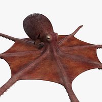 Giant Pacific Octopus