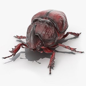 oryctes nasicornis rhinoceros beetle 3D model