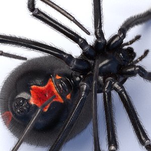 c4d black widow spider