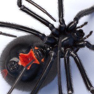 Black widow spider