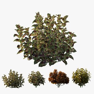 3D coleus plant tree