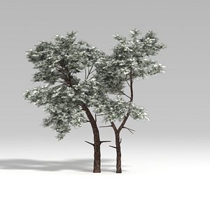 3d model snowtree tree snow