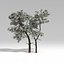 3d model snowtree tree snow