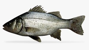 white perch