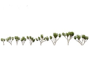 Hyphaene thebaica - Doum palm 3D model