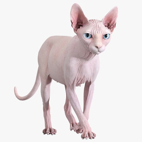 sphynx cat walking pose 3D model