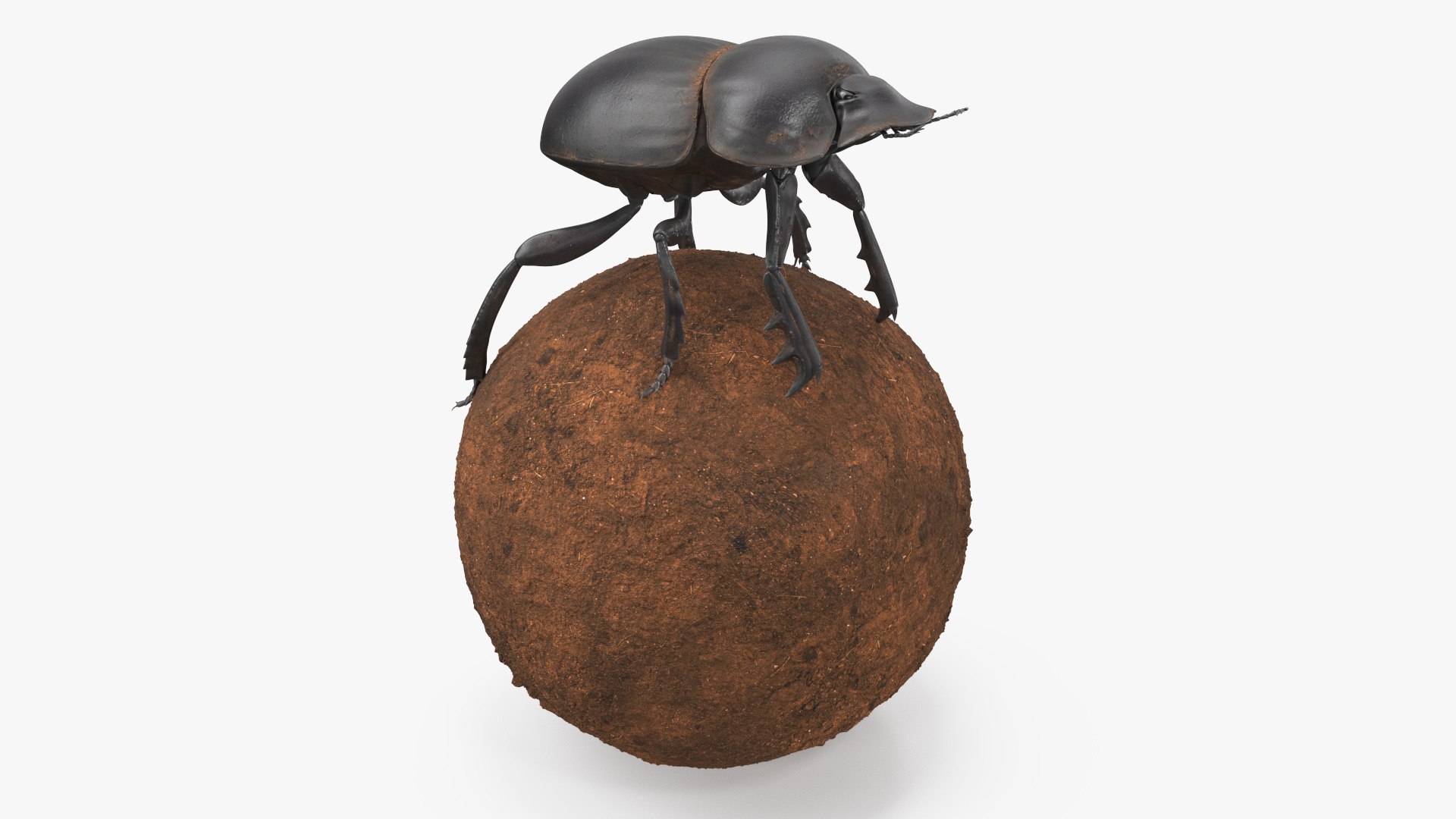 3D Scarabs on Sphere Dirt https://p.turbosquid.com/ts-thumb/9U/5xfuBC/s5/scarabsonspheredirt3dmodel001/jpg/1729963988/1920x1080/fit_q87/76c63ccdf778f0ce9d9098161bb1d1eec562d94e/scarabsonspheredirt3dmodel001.jpg
