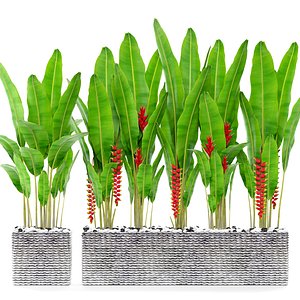 Heliconia