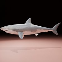 Shark