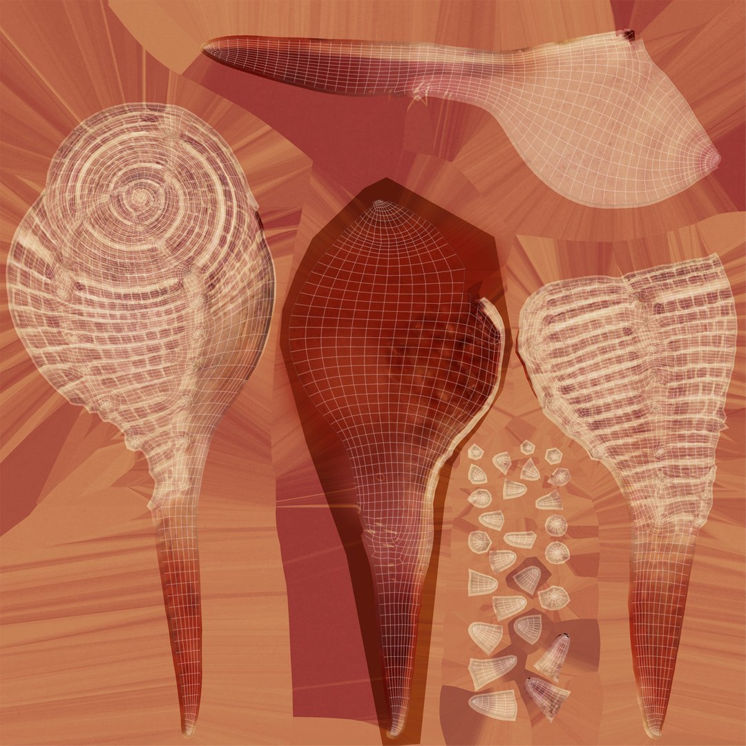 3d seashell 3 https://p.turbosquid.com/ts-thumb/9U/Nv9dVx/1Z3nKBau/seashell3dmodel16/jpg/1465554607/1920x1080/fit_q87/d3df9428d4aeff78739329c7abdae2118a131fbe/seashell3dmodel16.jpg