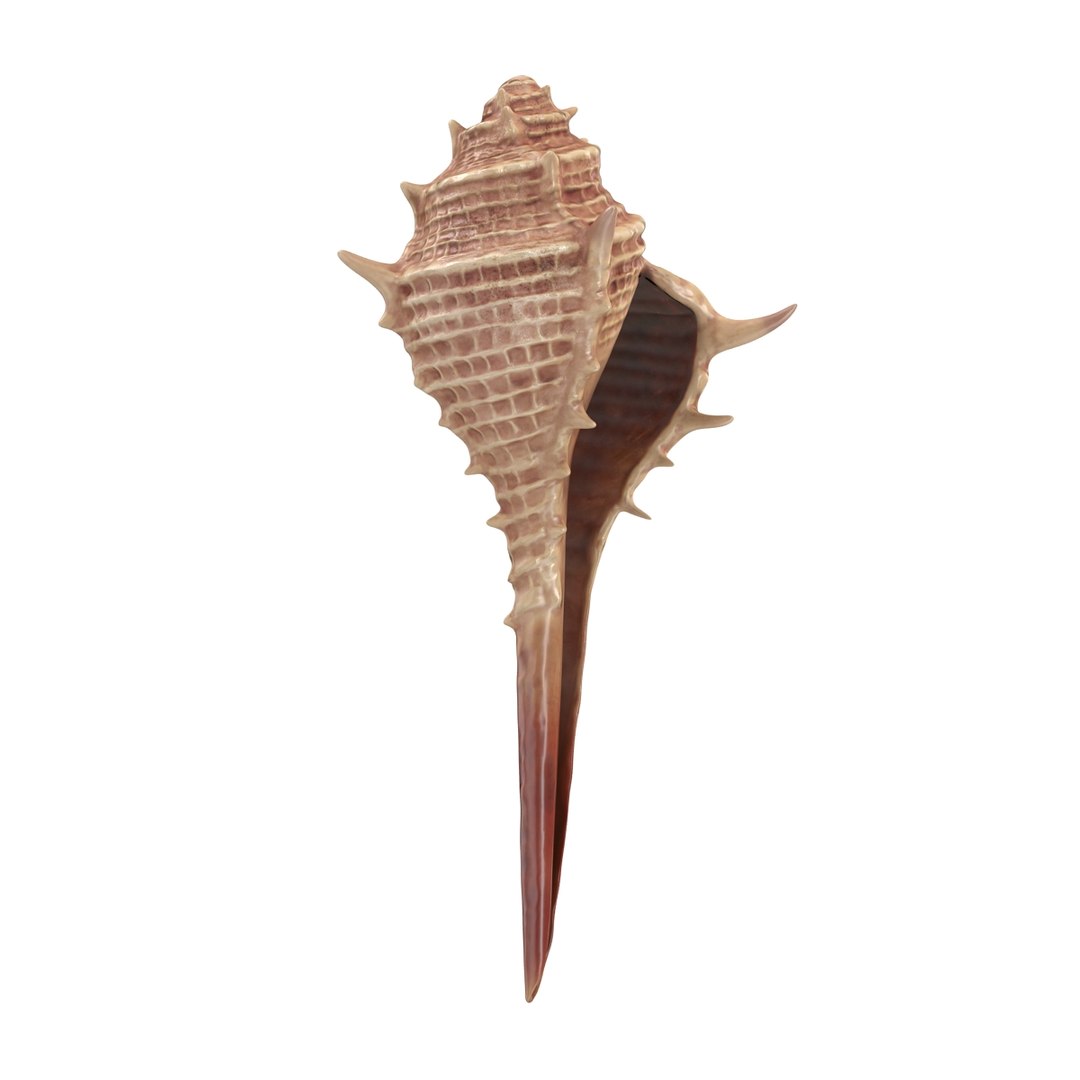 3d seashell 3 https://p.turbosquid.com/ts-thumb/9U/Nv9dVx/5v5yK2jb/seashell3dmodel03/jpg/1465554605/1920x1080/fit_q87/8df7d64b976422090e3c428a7b5632f6d56d9fe3/seashell3dmodel03.jpg