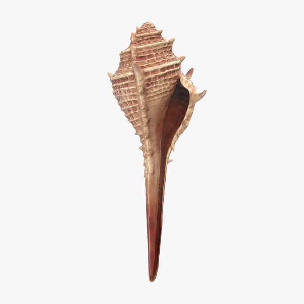 3d seashell 3