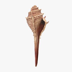 Seashell 3 3D Model