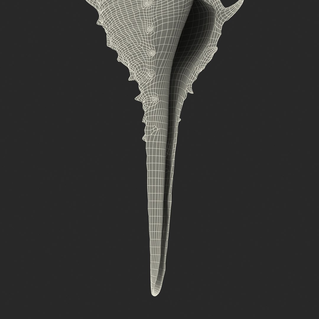 3d seashell 3 https://p.turbosquid.com/ts-thumb/9U/Nv9dVx/EvBWiCA2/seashell3dmodel27/jpg/1465554609/1920x1080/fit_q87/71aafe81dc1ba176646f595d87a7cf7f363d2e05/seashell3dmodel27.jpg