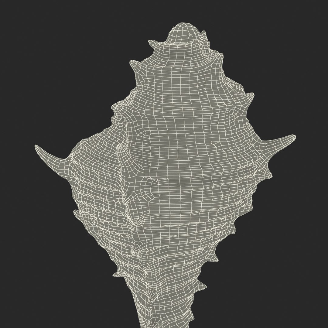 3d seashell 3 https://p.turbosquid.com/ts-thumb/9U/Nv9dVx/JbUqyls8/seashell3dmodel26/jpg/1465554609/1920x1080/fit_q87/12b5cec0e1dea3269e66567602d326b87c7cf2d9/seashell3dmodel26.jpg