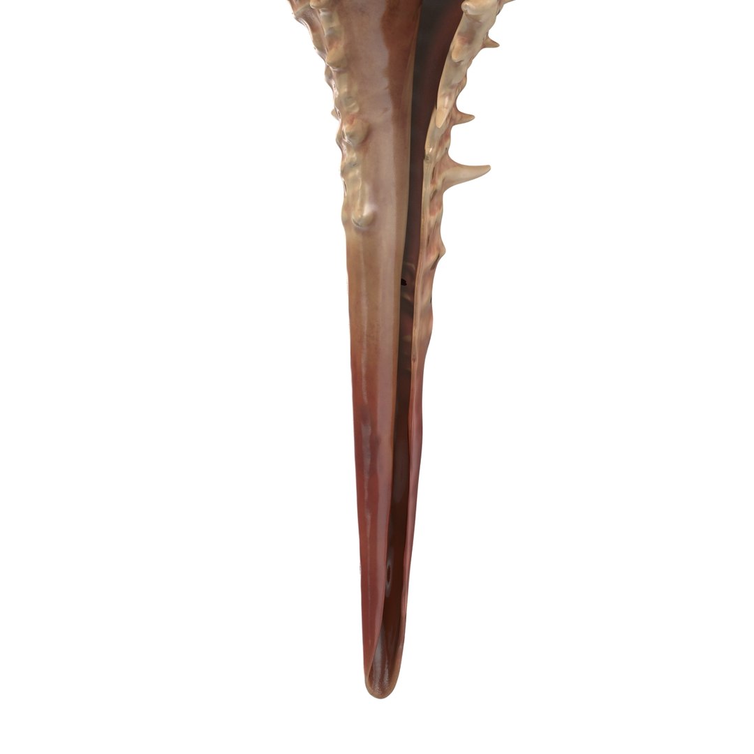 3d seashell 3 https://p.turbosquid.com/ts-thumb/9U/Nv9dVx/M1a9au4j/seashell3dmodel13/jpg/1465554607/1920x1080/fit_q87/543dea19b7376cdfef772bcb01aa3e94c96a80ce/seashell3dmodel13.jpg
