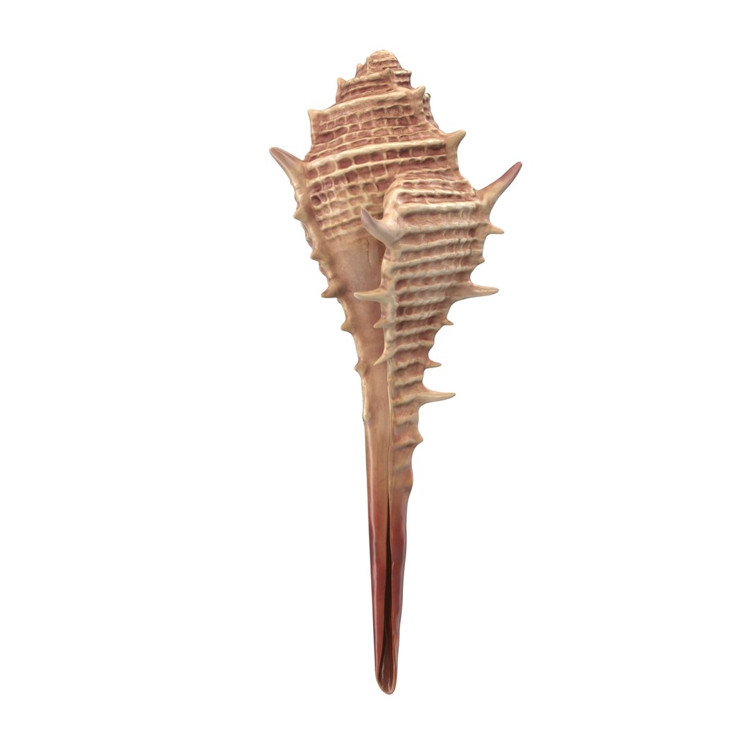 3d seashell 3 https://p.turbosquid.com/ts-thumb/9U/Nv9dVx/OzvPaV6c/seashell3dmodel02/jpg/1465554605/1920x1080/fit_q87/17503e869c79ee651d8157d6a520f39a0a69c215/seashell3dmodel02.jpg