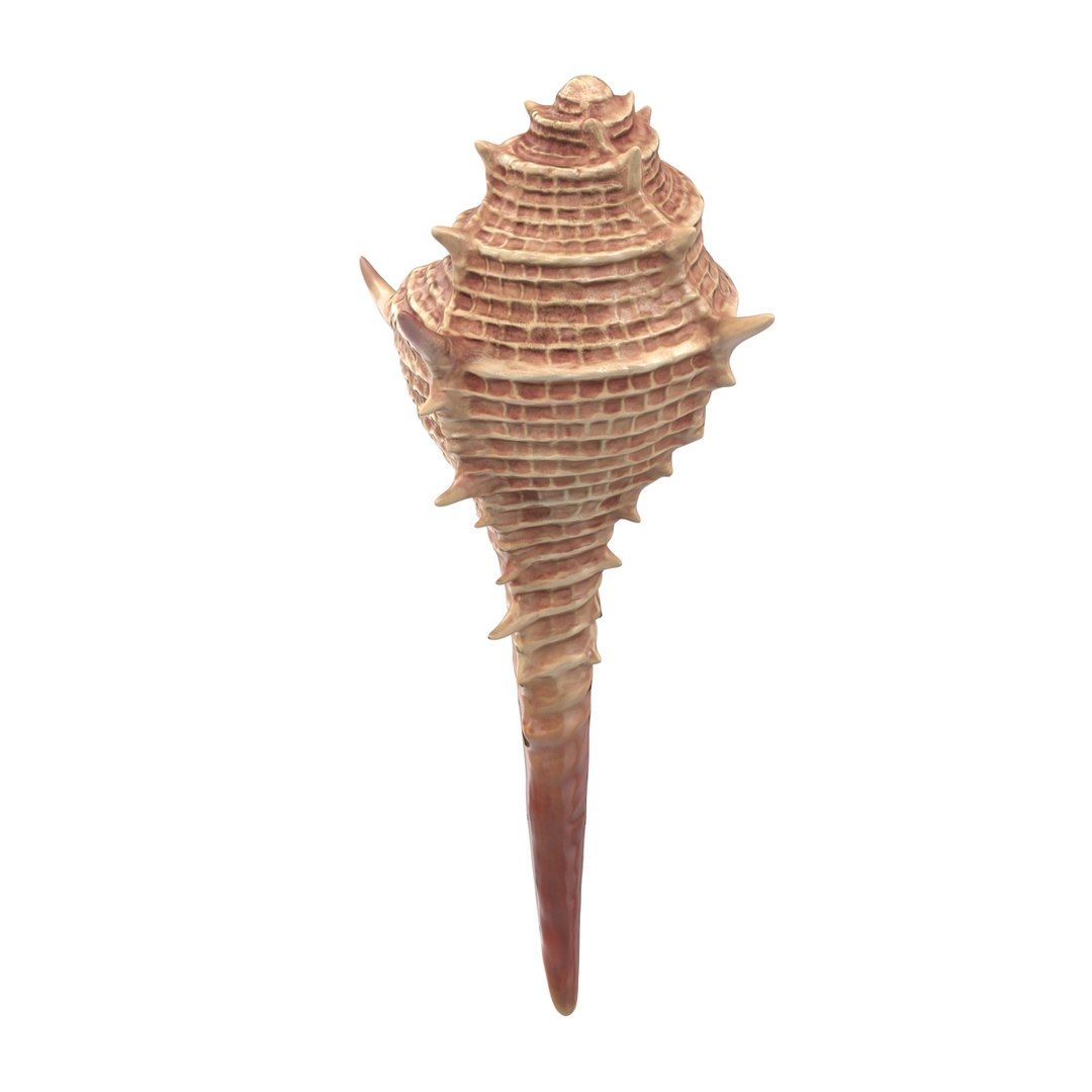 3d seashell 3 https://p.turbosquid.com/ts-thumb/9U/Nv9dVx/PXijyHM0/seashell3dmodel05/jpg/1465554606/1920x1080/fit_q87/275677bea13074b2ed057ac22ea239d9fcca21da/seashell3dmodel05.jpg