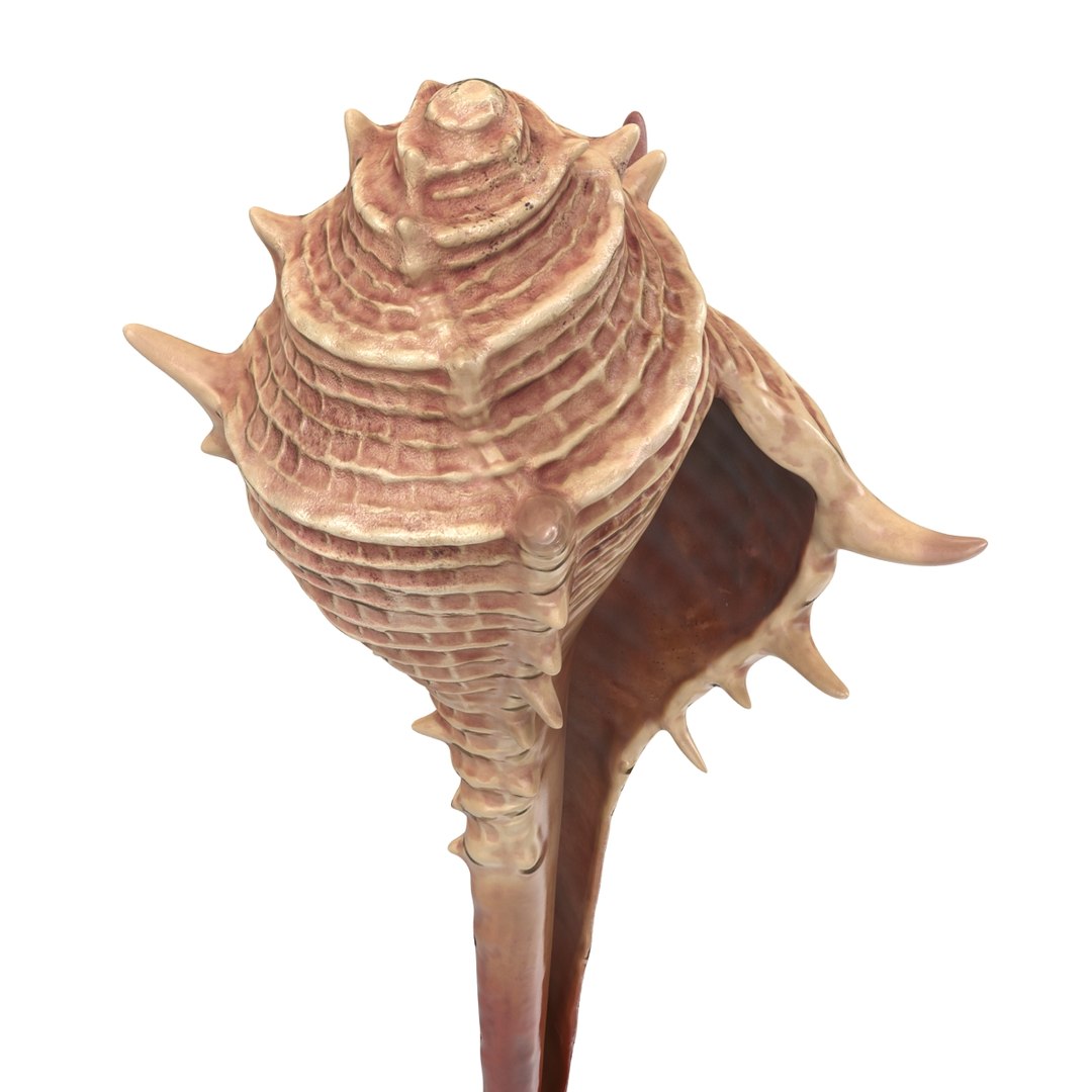 3d seashell 3 https://p.turbosquid.com/ts-thumb/9U/Nv9dVx/Sup5nT6J/seashell3dmodel07/jpg/1465554606/1920x1080/fit_q87/decee1765914fb40a10232ea272ff02ee4c22015/seashell3dmodel07.jpg