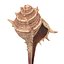 Model 3D Seashell 3