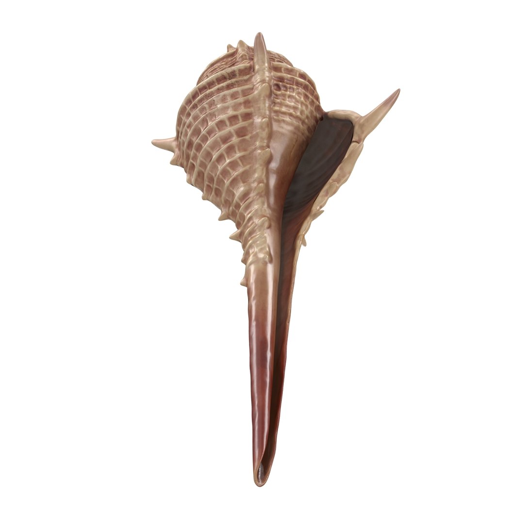 3d seashell 3 https://p.turbosquid.com/ts-thumb/9U/Nv9dVx/TQoc4mRp/seashell3dmodel06/jpg/1465554606/1920x1080/fit_q87/2f5b604232143bcd0a4e394b01c7a388decb8f77/seashell3dmodel06.jpg