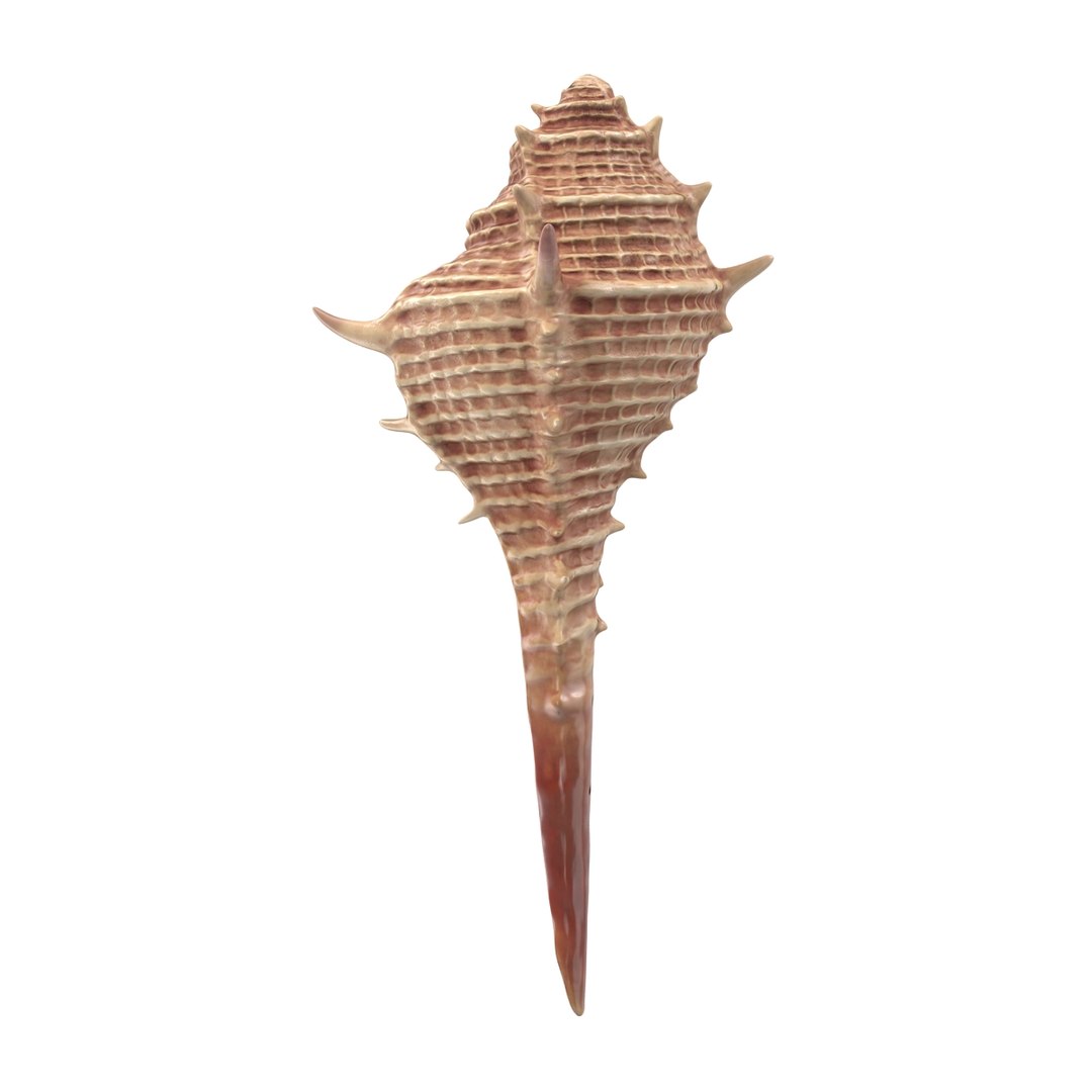 3d seashell 3 https://p.turbosquid.com/ts-thumb/9U/Nv9dVx/Ti6h26vD/seashell3dmodel04/jpg/1465554606/1920x1080/fit_q87/7080f7f82bb70a4bad8dbd840424942bb996a739/seashell3dmodel04.jpg