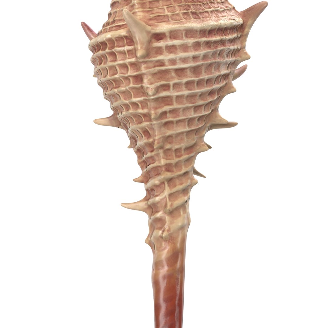 3d seashell 3 https://p.turbosquid.com/ts-thumb/9U/Nv9dVx/WSmrzQ6a/seashell3dmodel12/jpg/1465554607/1920x1080/fit_q87/600340a03e56fa28932e10d9d4c0680a31862aed/seashell3dmodel12.jpg