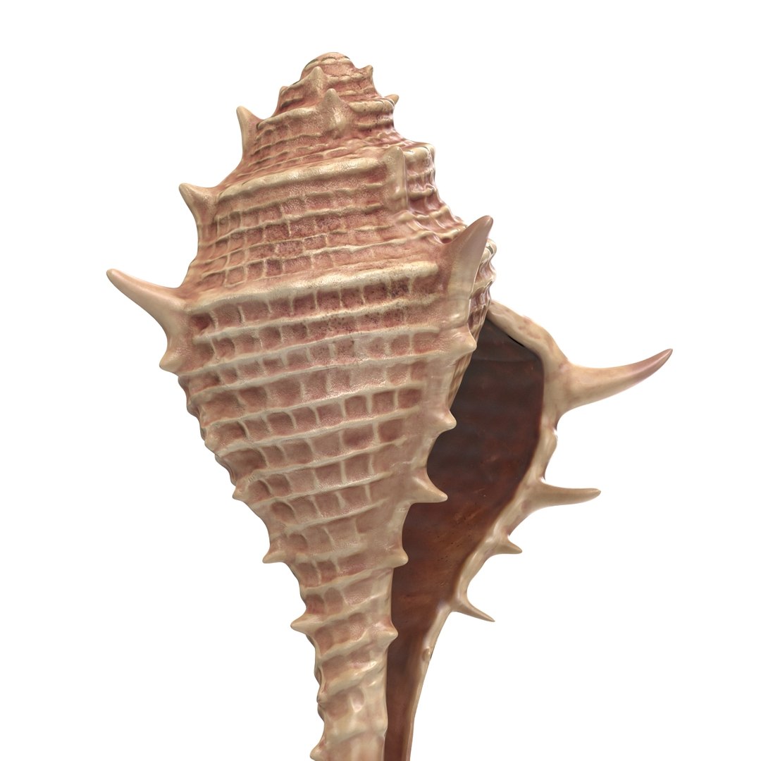 3d seashell 3 https://p.turbosquid.com/ts-thumb/9U/Nv9dVx/X5yk38Bp/seashell3dmodel08/jpg/1465554606/1920x1080/fit_q87/7ee2515d32b49dbcf0e2139780274e1e4b81da0d/seashell3dmodel08.jpg
