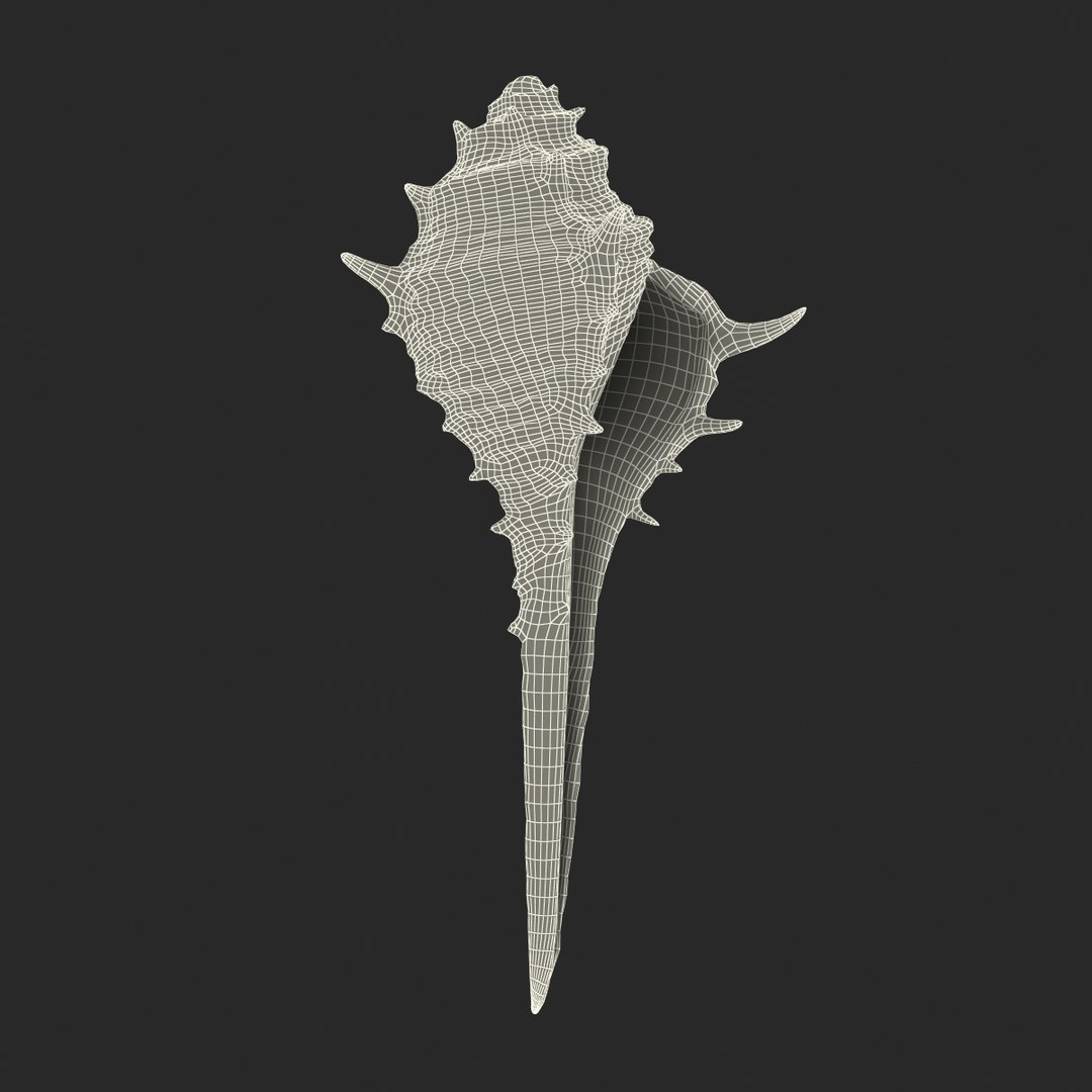 3d seashell 3 https://p.turbosquid.com/ts-thumb/9U/Nv9dVx/dhBMNWDM/seashell3dmodel20/jpg/1465554608/1920x1080/fit_q87/eb659d74e44cd2ec8f0650717ee4b8a2e45c20b7/seashell3dmodel20.jpg