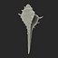 Model 3D Seashell 3