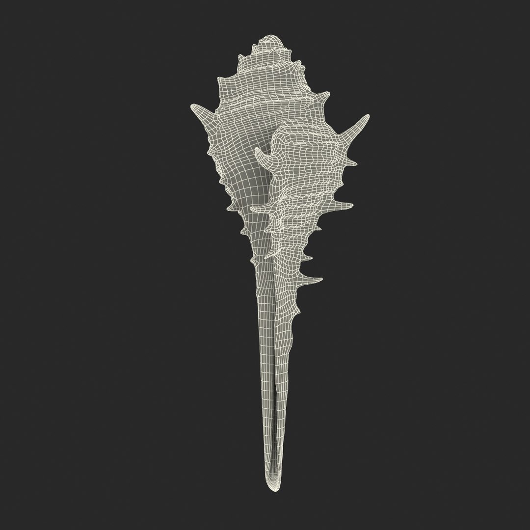 3d seashell 3 https://p.turbosquid.com/ts-thumb/9U/Nv9dVx/fZlCf86i/seashell3dmodel19/jpg/1465554608/1920x1080/fit_q87/56d309c6aff151b5db678e665de5129ee2692bf8/seashell3dmodel19.jpg