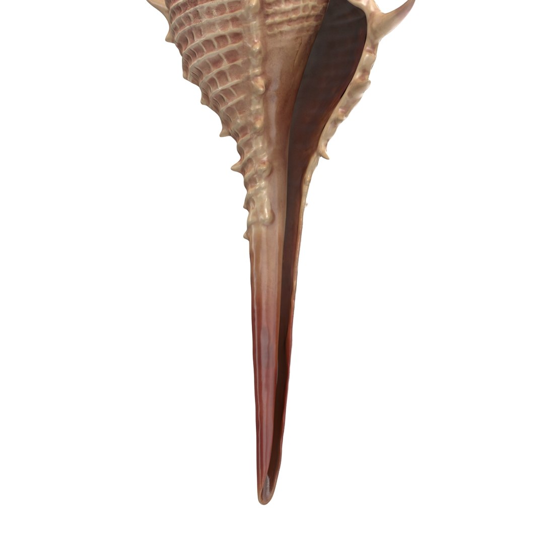 3d seashell 3 https://p.turbosquid.com/ts-thumb/9U/Nv9dVx/jsH3KyGp/seashell3dmodel10/jpg/1465554606/1920x1080/fit_q87/7d8b2b641e43f8c7593244f64b012db474e02aa7/seashell3dmodel10.jpg