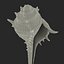 Model 3D Seashell 3
