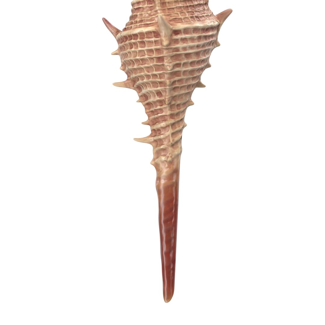 3d seashell 3 https://p.turbosquid.com/ts-thumb/9U/Nv9dVx/sPCQIIaI/seashell3dmodel11/jpg/1465554607/1920x1080/fit_q87/277e6dd5d111c6282d02758e1b8885dd7b56bdb5/seashell3dmodel11.jpg