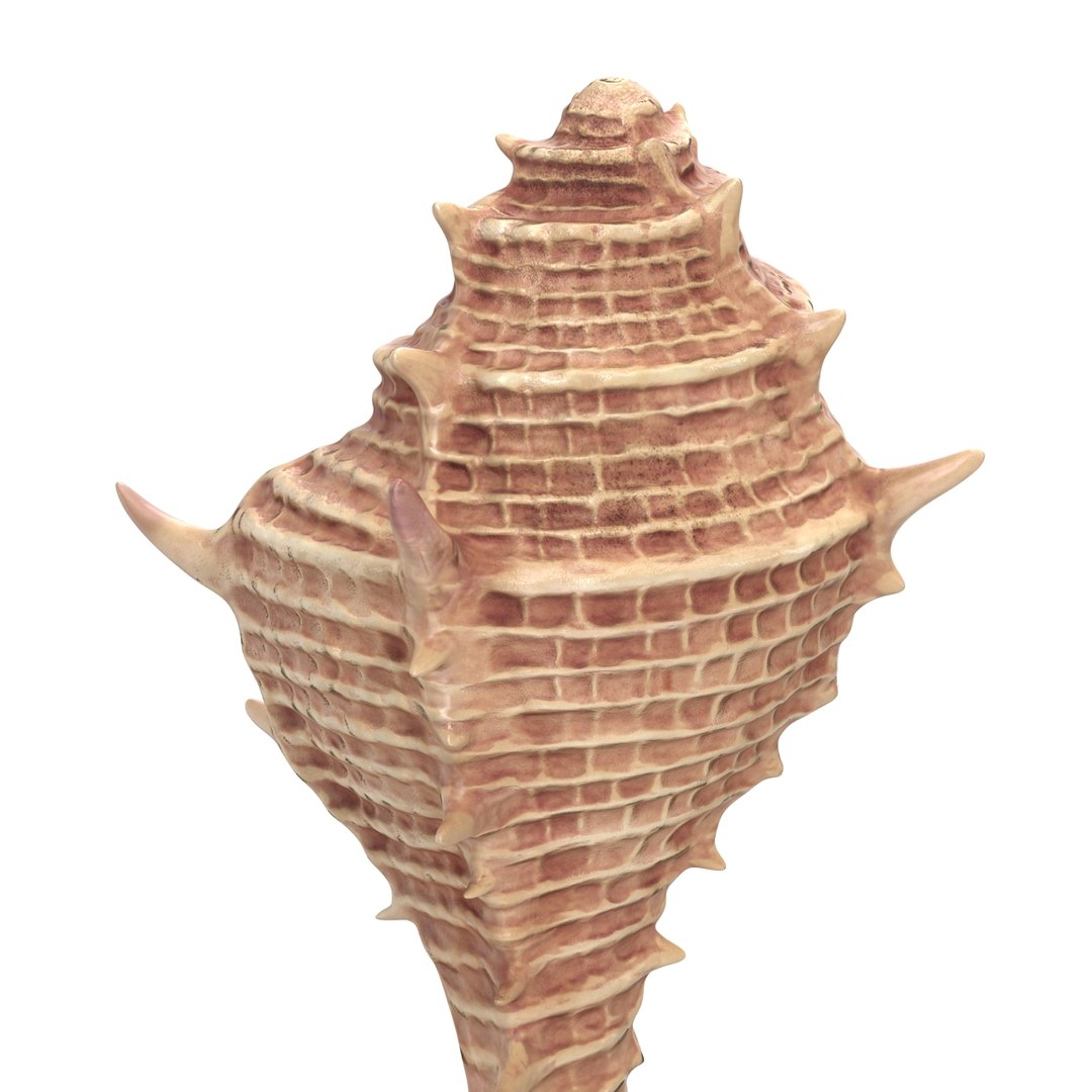 3d seashell 3 https://p.turbosquid.com/ts-thumb/9U/Nv9dVx/wFTIjdAN/seashell3dmodel09/jpg/1465554606/1920x1080/fit_q87/b7f14fb19708ee0dcf1ce30918ef78a69bbd1ef0/seashell3dmodel09.jpg