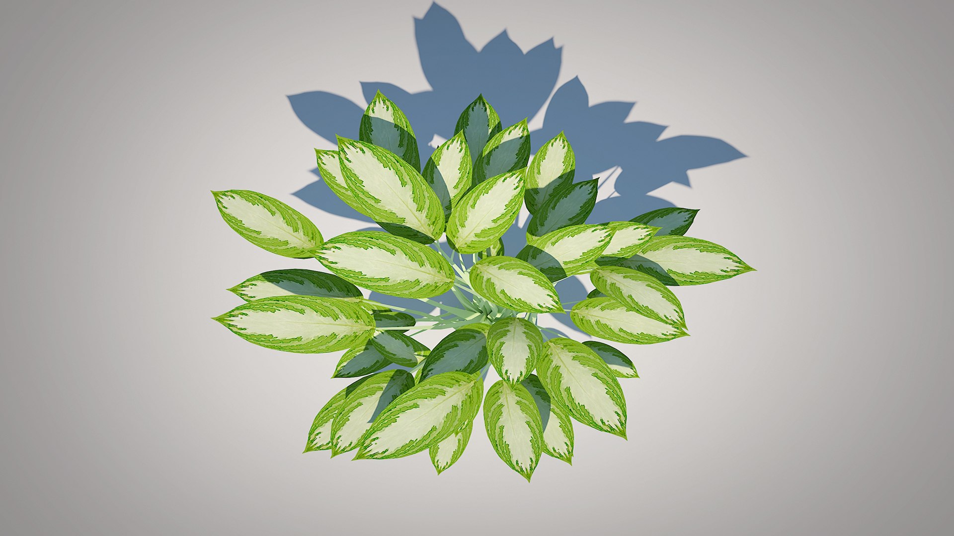 Aglaonema commutatum 3D model https://p.turbosquid.com/ts-thumb/9U/PamQTC/8h/4/jpg/1746336987/1920x1080/fit_q87/a49b45d1c7b948738620869fd4593396cf168480/4.jpg