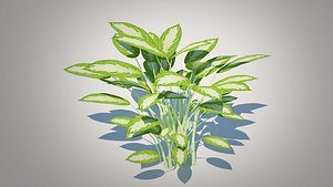 Aglaonema commutatum 3D model