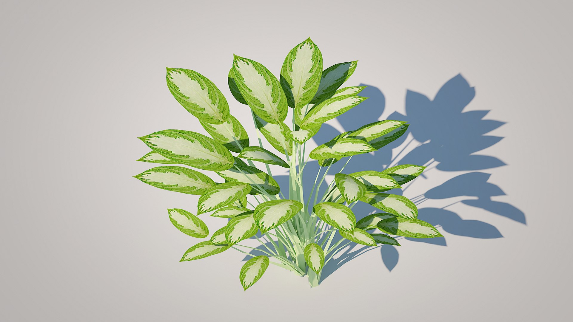 Aglaonema commutatum 3D model https://p.turbosquid.com/ts-thumb/9U/PamQTC/KW/3/jpg/1746336982/1920x1080/fit_q87/6964d3799879944ae48d3e602a2f8747dbeaaaeb/3.jpg