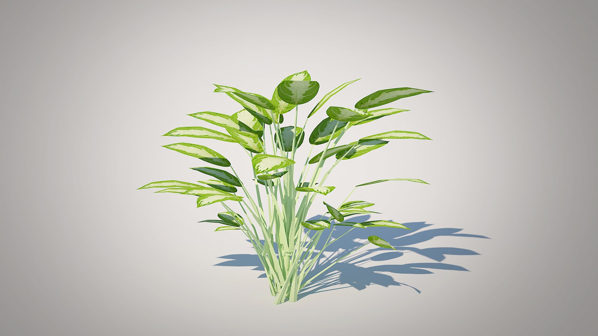 Aglaonema commutatum 3D model https://p.turbosquid.com/ts-thumb/9U/PamQTC/XA/6/jpg/1746336986/1920x1080/fit_q87/63dfcc6f8497170a4fa30d7248e55b28b1624abb/6.jpg